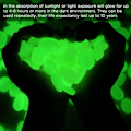 Miniatyrbillede 8 af 10: Glow In The Dark Stones Glow Pebbles GUL GUL Yellow