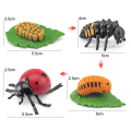 Miniatyrbild 7 av 10: Set Djurens livscykel 5 5 5