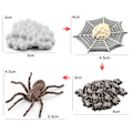 Miniatyrbild 3 av 10: Set Djurlivscykel 4 4 4