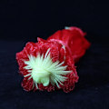 Miniatyrbilde 3 av 10: 100 stk Vannmelon Nettnettpose 40CM 40CM 40cm