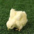 Pikkukuva 9 / 10: Vocalize Plush Chick Simulation Furry Chicken 7-WITH Crow 7-with Crow