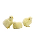 Pikkukuva 6 / 10: Vocalize Plush Chick Simulation Furry Chicken 7-WITH Crow 7-with Crow