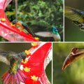 Miniatyrbilde 5 av 9: Hummingbird Mater Fugle Mater DOBBEL DOBBEL double