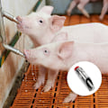 Miniatyrbillede 4 af 8: Svin Waterer Drikkemundstykke Små robuste grise 10 Pcs