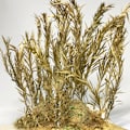 Miniatyrbillede 6 af 10: 1 æske Miniature Siv Langbladsgræsklynge GRØN green