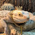Miniatyrbillede 6 af 10: Lizard Ornament Pet Hat SORT FAST BETALING FAST BETALING Black Fixed payment-Fixed payment