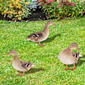 Miniatyrbillede 7 af 9: Andestatuer i akryl Andeskulptur C C C