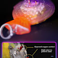Miniatyrbillede 3 af 10: LED Lure Light Flash Lampe C C