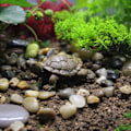 Miniatyrbillede 5 af 6: 2 stk Skildpadde Resin Craft Simulation Mini Skildpadde Skildpadde 2pcs