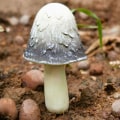Miniatyrbilde 4 av 10: Resin soppstatue Sopppynt C C C