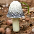Pikkukuva 4 / 10: Resin Mushroom Patsas Sienikoristeet C C C