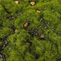 Miniatyrbillede 1 af 10: 50g Ground Turf Stone Simulering Vegetation Pulver GRØN green