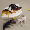 Miniatyrbillede 4 af 10: Dinosaur Pendel Form Kageforme C C C