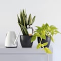 Miniatyrbild 7 av 10: 4 st Uggla självvattnande spikar Växtvattendroppare B B B