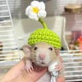 Pikkukuva 1 / 10: Hamsterihattu Neulotut hatut TYYPPI A TYYPPI A Type A