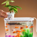 Miniatyrbild 5 av 10: Goldfish Bowl Goldfish Tank 4 4 4