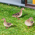 Miniatyrbillede 9 af 9: Andestatuer i akryl Andeskulptur C C C