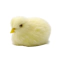 Pikkukuva 1 / 10: Vocalize Plush Chick Simulation Furry Chicken 3-WITH Crow 3-with Crow