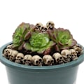 Miniatyrbilde 5 av 7: 20 stk Skull Heads Mini Skull Statue Skjelett Ornament 20 Pcs