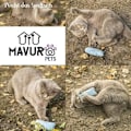 Miniatyrbild 4 av 4: MAVURA Tuggleksaker »MAVURAPets Kattmynta Kuddset Kattleksak Kattmynta Kudde Katter Interactive Toy Activity Mint [Set om 5]«