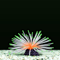 Miniatyrbillede 5 af 5: Akvarieplanter Kunstige Akvarieplanter Falske Koraller Selvlysende