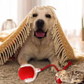 Miniatyrbillede 3 af 7: Rullende Bold, Hundetyggebold, Interaktiv Hund Smart Bold Legetøj, Interaktiv Kattelegetøj, 360° Smart Automatisk-KK1- Green
