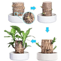 Miniatyrbillede 3 af 5: Mini plante stamme fra Brasilien - I hydroponisk potte - Til soveværelse & agrave; soveværelse, soveværelse & agrave; sengetid, fire sæsoner - Renser luften - Indendørs