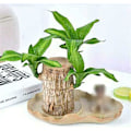 Miniatyrbillede 4 af 5: Mini plante stamme fra Brasilien - I hydroponisk potte - Til soveværelse & agrave; soveværelse, soveværelse & agrave; sengetid, fire sæsoner - Renser luften - Indendørs