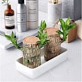 Miniatyrbillede 5 af 5: Mini plante stamme fra Brasilien - I hydroponisk potte - Til soveværelse & agrave; soveværelse, soveværelse & agrave; sengetid, fire sæsoner - Renser luften - Indendørs
