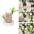 Miniatyrbillede 1 af 5: Mini plante stamme fra Brasilien - I hydroponisk potte - Til soveværelse & agrave; soveværelse, soveværelse & agrave; sengetid, fire sæsoner - Renser luften - Indendørs