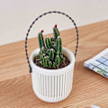 Miniatyrbilde 5 av 5: 4 stk Planter Resin Sukkulente Potter