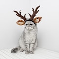 Miniatyrbilde 5 av 5: Jule-rein-gevir for hunder, for hunder i julestil, størrelse L