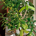 Miniatyrbillede 4 af 5: 5 stk. Justerbare Grene Fixator Genanvendelig Gren Trækker Fikseringsklemme Bonsai Modellering Værktøj Have