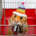 Miniatyrbilde 3 av 6: 4 deler hamster lue mini små dyr lue med justerbar stropp Nydelig håndstrikket frosk regnbue gulrot bittesmå luer Julefest