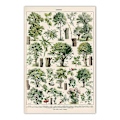 Pikkukuva 1 / 5: Puut Juliste Trees Print, Vintage Tree Image, Puutyypit (30 x 40 cm)
