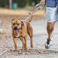Miniatyrbilde 8 av 8: 6 FT Heavy Duty Hundekobbel med 2 komfortable polstrede håndtak, trafikkhåndtak og avansert enkel snørekrok, reflekterende gåbånd for store, mellomstore og små hunder Grey 6 Feet