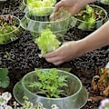 Miniatyrbillede 5 af 5: 10 stk. Beskyttelse Grøntsager Beskyttelse Plante Snegl Krave Beskyttelse Have -AD11--O-
