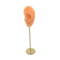 Miniatyrbild 3 av 5: 1/2/3 Örhänge Display Stand Human Ear Model Stud Holder Showcase Left Normal Skin Height: 18cm 1Set