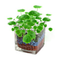Miniatyrbilde 1 av 3: Hagegressfrø Hydrocotyle Kopper Peng Grassfrø for kontorhageplanting