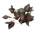 Miniatyrbilde 7 av 8: Reptilsimuleringsanlegg Dekorativ landskapsplanlegging Kunstig vintreet for reptilregnskog BoxNFF-85 Red Star Leaf