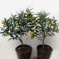 Miniatyrbilde 8 av 8: 200 frø/pakke Fargerike rosefrø Bonsai i potteplante Høy overlevelsesrate for hagedekorasjon på balkongen