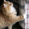 Miniatyrbild 8 av 8: PVC Plast Cat Scratching Guard Dörr Pet Cat Möbel Pad Protector Repmatta
