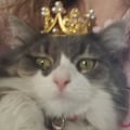 Miniatyrbild 5 av 5: Bedårande husdjurs-cosplay-födelsedag-bröllopsmössa för hundar