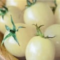 Miniatyrbillede 7 af 8: 100 stk lækre tomatfrø Produktive grøntsagshavefrø til udendørs plantning