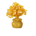 Miniatyrbild 1 av 10: Money Tree Lucky Tree MIDDELMIDDEL Medium
