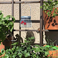 Miniatyrbild 3 av 8: Hummingbird Feeder foderporte Mason Jar
