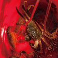 Miniatyrbild 4 av 10: Rustfri ståltang multifunktionsclips 44CM 44cm