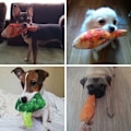 Miniatyrbild 4 av 10: Koiran lelut Chew Toys Squeaky 1 1