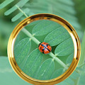 Miniatyrbild 4 av 10: Lese Smykker Forstørrelsesglass Mikroskop 80MM 80MM 80mm