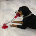 Miniatyrbild 7 av 10: Dog Interactive Toy Sugekopp Push RØD red